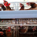 Gaiolas de frango interior e exterior para fazendas de aves de capoeira